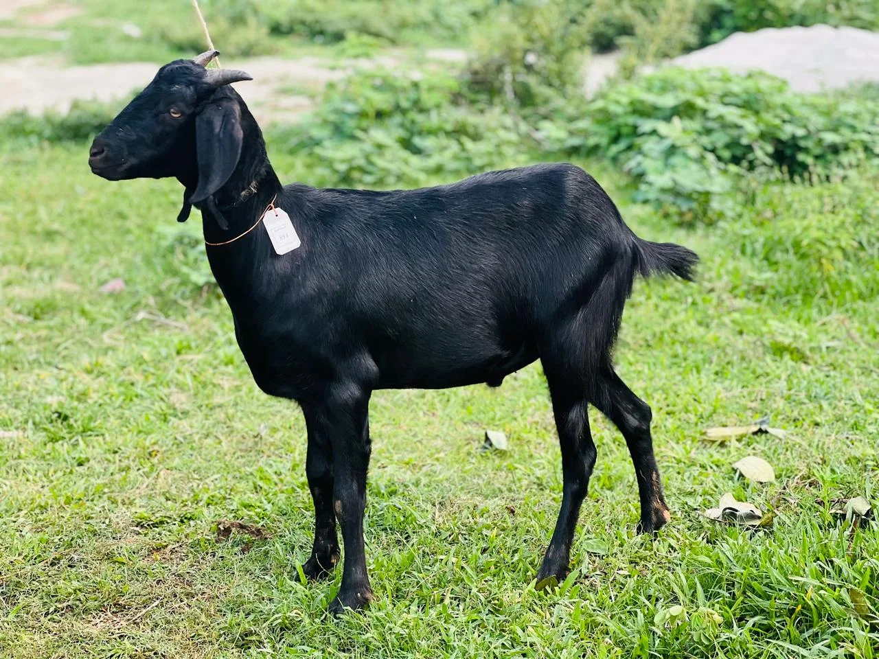 দেশী  ছাগল (29KG)